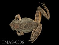 藏品(艾氏樹蛙)的圖片